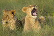 A lion cubs yawns in the late evening light.