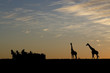 Idyllic African safari silhouette