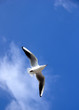 vol de mouette en méditerranée fond ciel bleu