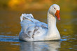 Portrait of a goose in water