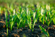 Morning dew on wheat sprouts