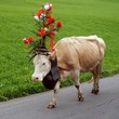 Almabtrieb - Alpabzug