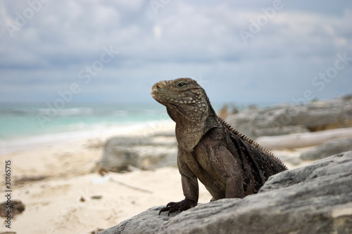 Foto: Kuba-Wirtelschwanzleguan Kuba-Wirtelschwanzleguan