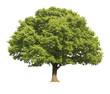 Oak tree isolated