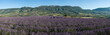 champ de lavande Provencal champ de lavande Provencal