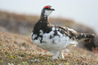 male rock ptarmigan in the summer on Commander Islands