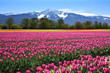 Field of tulips