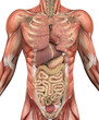 Male Torso with Muscles and Organs - 3D render
