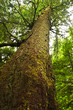 Tall hemlock tree trunk in temperate rainforest Tall hemlock tree trunk in temperate rainforest