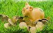 Sparschwein im Grünen