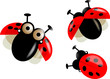 3 coccinelles