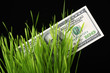 Photo: dollars in grass dollars in grass