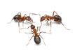 ants connecting with antennas to create network for action ants connecting with antennas to create network for action