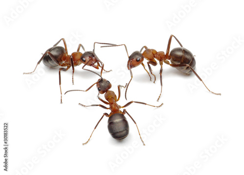 Photo: ants connecting with antennas to create network for action ants connecting with antennas to create network for action