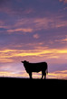 Steer Silhouette Steer Silhouette