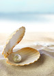Shell with a pearl