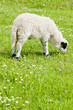 lamb on meadow, Bosnia and Hercegovina