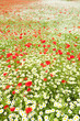 summer meadow in blossom