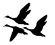 silhouette flying ducks on white background silhouette flying ducks on white background