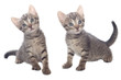 Sweet little Cats