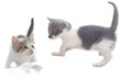 Sweet little Cats