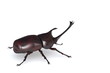 Illustration: Rhino bug Render Rhino bug Render