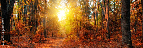 Photo: Panorama of a mixed forest at autumn sunny day Panorama of a mixed forest at autumn sunny day