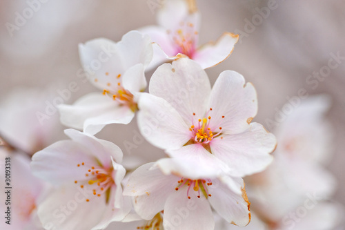 Photo: Close up of sakura branch in Washington DC Close up of sakura branch in Washington DC