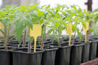 Seedlings