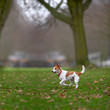 Parson Jack Russell terrier enjoying a run in the park.
