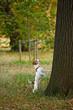 Frustrated dog barking up the wrong tree? Frustrated dog barking up the wrong tree?