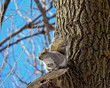 Photo: Grey squirrel on a tree Grey squirrel on a tree