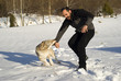 Attack dog