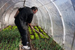 Working in real greenhouse