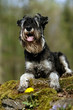 Mittelschnauzer