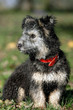 Pumi-Portrait