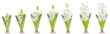 Growing white pearl hyacinth, isolated on white