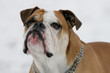 continental Bulldog