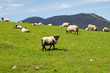 Sheep and rams in Connemara mountains