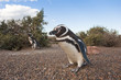 penguins