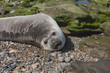 seal