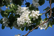 Pommier en fleur Pommier en fleur