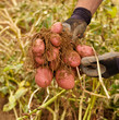 Digging Potatoes