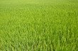 Cornfield in Thailand.