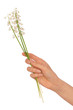 lily of the valley