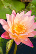 Pink lotus