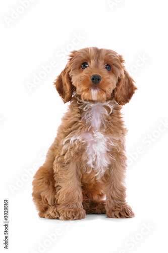 Photo: Puppy Cockapoo isolated on white Puppy Cockapoo isolated on white
