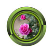 rose jardin jardinage plante plantation printemps bouton fleur