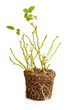 Bush of a decorative rose with roots