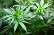 cannabis background cannabis background